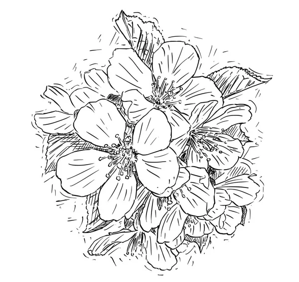Vektor Ilustrasi Artistik atau Menggambar Bunch of Blossom Bunga Cherry - Stok Vektor