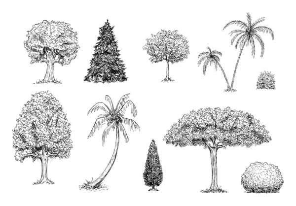 Conjunto de árvores, palmeiras e arbustos. Vetor mão desenhada preto e branco ilustração — Vetor de Stock
