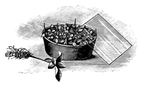 Vintage antieke lijn Art Illustratie, Tekenen of graveren van het kweken van plantaardig zaailing onder deksel — Stockvector