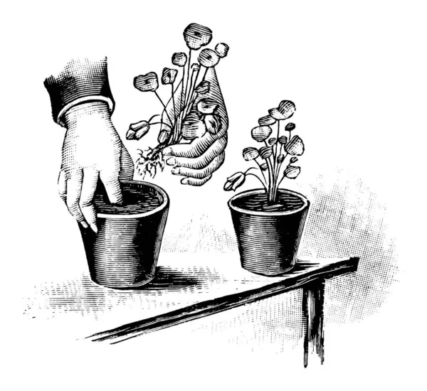 Vintage Antique Line Art Illustration, Drawing or Engraving of Planting of Grown Plant Seedlings in flower pot — 스톡 벡터