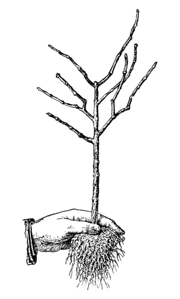 Vintage Antique Line Art Ilustração, Desenho ou Gravura de mão segurando raízes nuas plântula árvore ou planta jovem —  Vetores de Stock