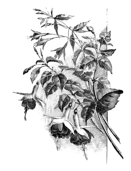 Vintage Antique Line Art Illustration, Drawing or Engraving of Branch of Blooming Fuchsia Plant of Flower — 스톡 벡터