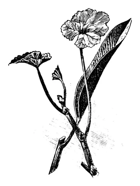 Vintage Antique Line Art Ilustración, dibujo o grabado de esquejes de plantas de pelargonio y ficus o flores para clonación o propagación — Archivo Imágenes Vectoriales