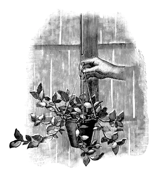 Vintage Antique Line Art Illustration, Drawing or Engraving of Hand Holding Hanging Flower or Plant Pot — 스톡 벡터