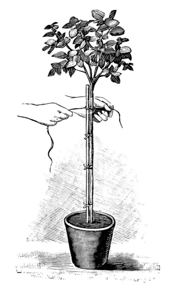 Vintage Antique Line Art Illustration, Drawing or Engraving of Rope Fastening of Tree Plant in Pot — 스톡 벡터