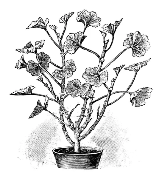 Ilustración, dibujo o grabado de la antigua línea de arte de la vendimia del corte de primavera de la planta o de la flor del pelargonio en la olla — Vector de stock