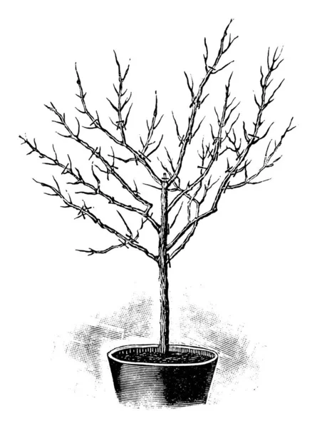 Vintage Antik Linje Art Illustration, Teckning eller gravyr av Spring Cut av Fuchsia träd eller växt eller blomma i potten — Stock vektor