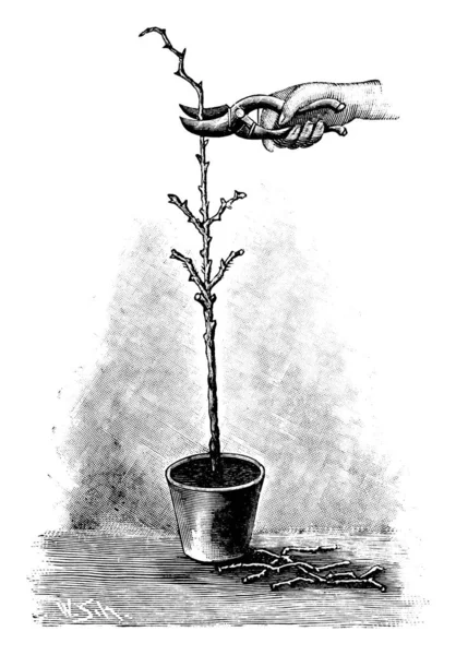 Vintage antik vonal Art Illusztráció, rajz vagy vésés a kéz ollóval vágás fiatal rózsa fa növény fazekban — Stock Vector