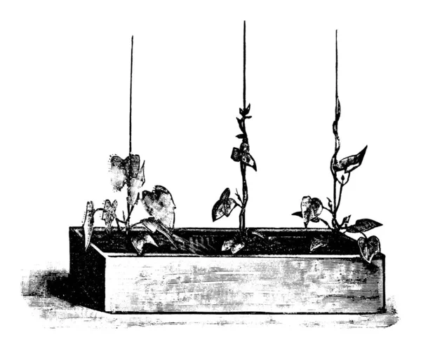 ヴィンテージアンティークラインフラワーボックス内のイポモエア植物や花のイラスト、ドローイング、彫刻 — ストックベクタ