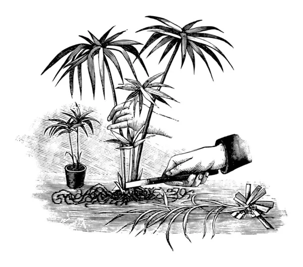 Vintage antica linea Art Illustrazione, disegno o incisione di propagazione e clonazione di Cyperus pianta o fiore per taglio — Vettoriale Stock