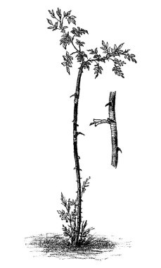 Antika Çizgi Sanat Sanatı Çizimi, Vahşi Köpek Gül Ağacı Bitkisi veya Çiçek Tomurcuğu veya Çizimi