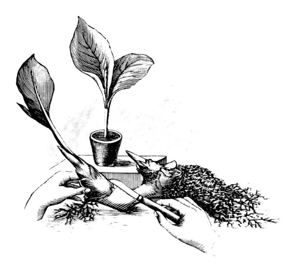 Vintage Antique Line Art Ilustração, Desenho ou Gravura de Rootstock Corte e Propagação de Canna Plant ou Flower —  Vetores de Stock