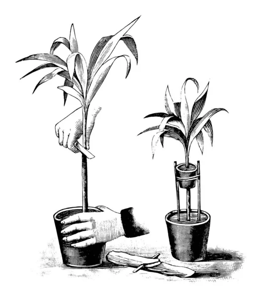 Vintage Antique Line Art Ilustración, dibujo o grabado de capas de aire de plantas crecidas de flores — Archivo Imágenes Vectoriales