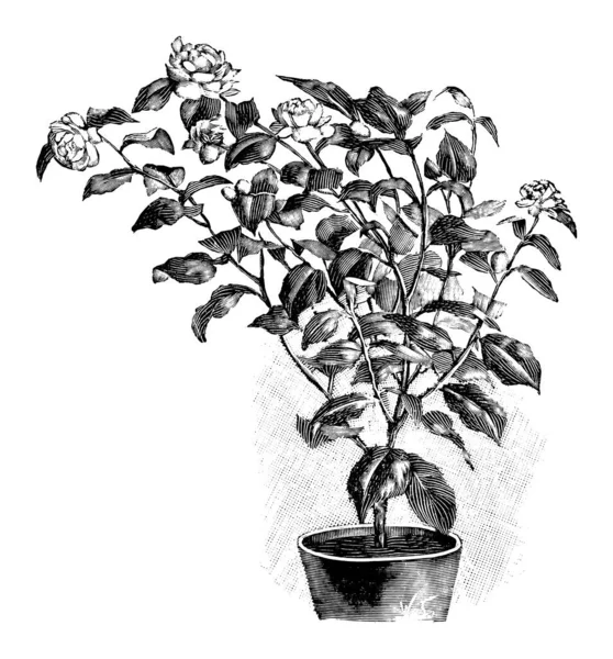 Vintage Antik Linje Art Illustration, Teckning eller gravyr av blommande Camellia växt av blomma i potten — Stock vektor