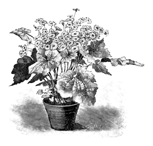 Vintage antike Linie Kunst Illustration, Zeichnung oder Gravur von blühenden Ascherarien Pflanze der Blume im Topf — Stockvektor