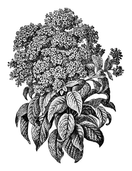 Vintage antik vonal Art Illusztráció, rajz vagy gravírozás virágzó Heliotropium növény virág — Stock Vector
