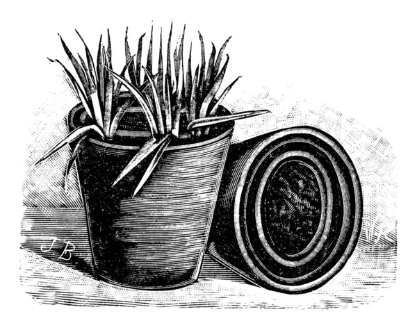 Vintage antik vonal Art Illusztráció, rajz vagy gravírozás kis növények virág vagy növény pot — Stock Vector