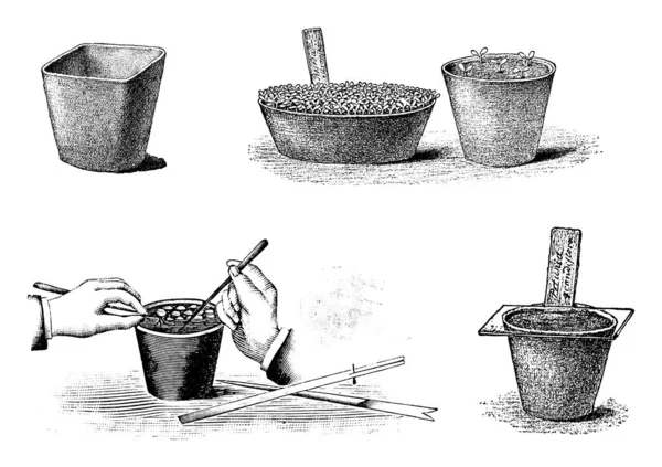 Ensemble d'illustrations, de dessins ou de gravures d'art de ligne antique vintage de semis ou de semis ou de pré-culture de graines de plantes dans le pot . — Image vectorielle