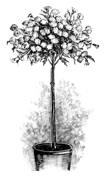 Vintage Antique Line Art Illustration, Zeichnung oder Gravur von blühenden oder blühenden Baum Chrysanthemen im Pflanzentopf. — Stockvektor