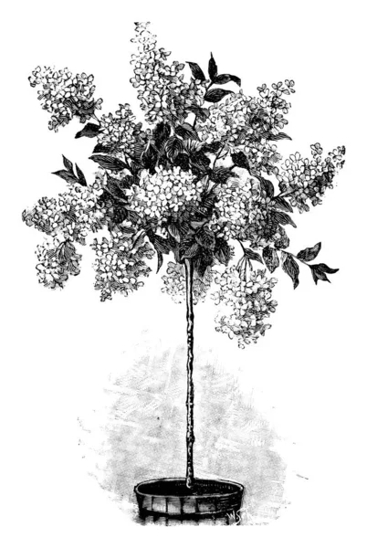 Vintage antik vonal Art Illusztráció, rajz vagy gravírozás virágzó vagy virágzó Hydrangea vagy Hortensia fa növényben pot. — Stock Vector