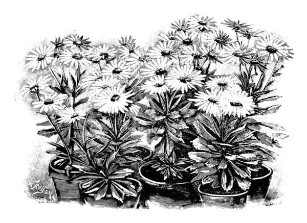Ilustración de arte de línea antigua vintage, dibujo o grabado vectorial de varias plantas de Nipponantemo en flor en macetas . — Archivo Imágenes Vectoriales