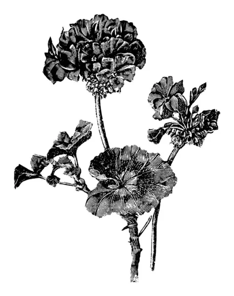 Vintage Antique Line Art Illustration, Drawing or Vector Engraving of Blooming Pelargonium Flower. — Stockový vektor