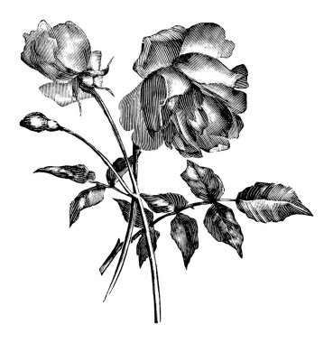 Eski Antik Çizgi Sanat Çizimi, Çizim veya Gül Çiçeği İşlemesi