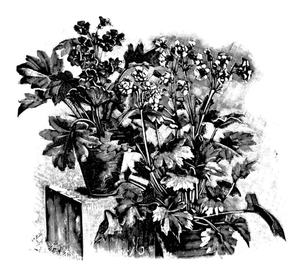 Vintage Antique Line Art Ilustracja, rysunek lub wektorowe grawerowanie kilku kwitnących roślin Primula Sinensis w doniczkach. — Wektor stockowy
