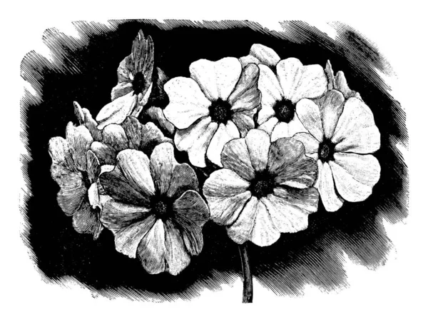 Ilustración de arte de línea antigua vintage, dibujo o grabado vectorial de flor Primula Obconica flor . — Archivo Imágenes Vectoriales