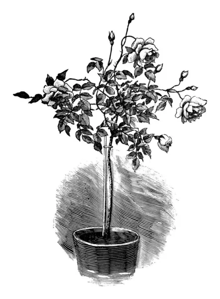 Vintage antica linea Art Illustrazione, disegno o incisione vettoriale di fioritura o fioritura Rose Tree in vaso di piante . — Vettoriale Stock