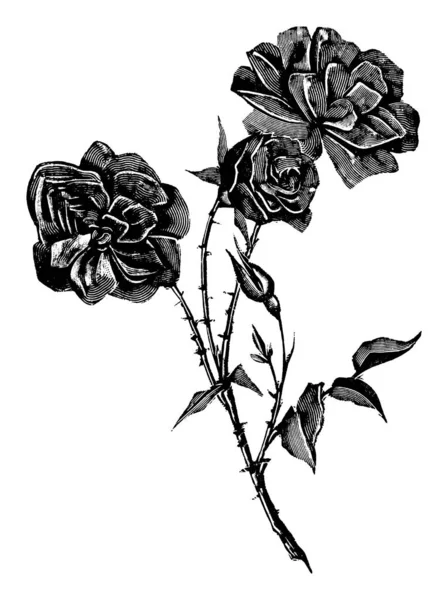 Ilustración de arte de línea antigua vintage, dibujo o grabado vectorial de flor de rosa — Archivo Imágenes Vectoriales