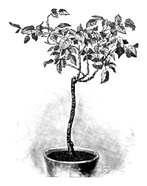 Vintage antica linea Art Illustrazione, disegno o incisione vettoriale di Rose Tree dopo il taglio in vaso di piante . — Vettoriale Stock