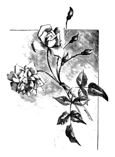 Vintage Antique Line Art Illustration, Drawing or Vector Engraving of Rose Flower - Stok Vektor