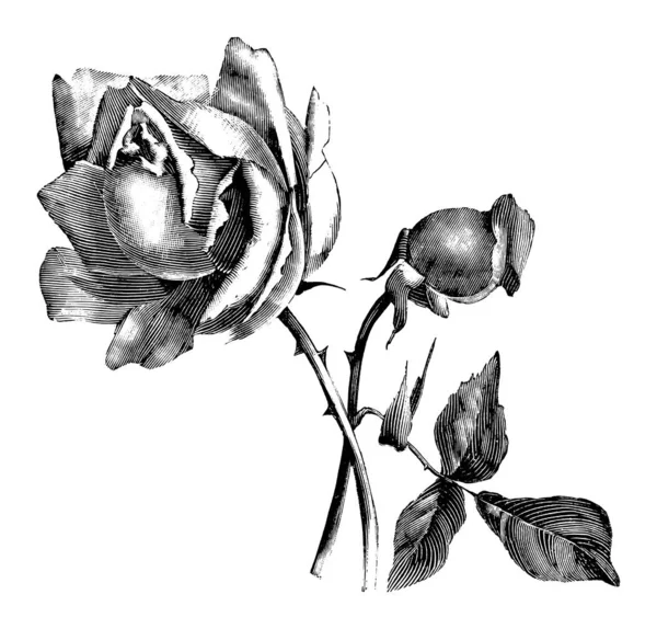 Vintage Antique Line Art Illustration, Zeichnung oder Vektorgravur von Rosenblume — Stockvektor