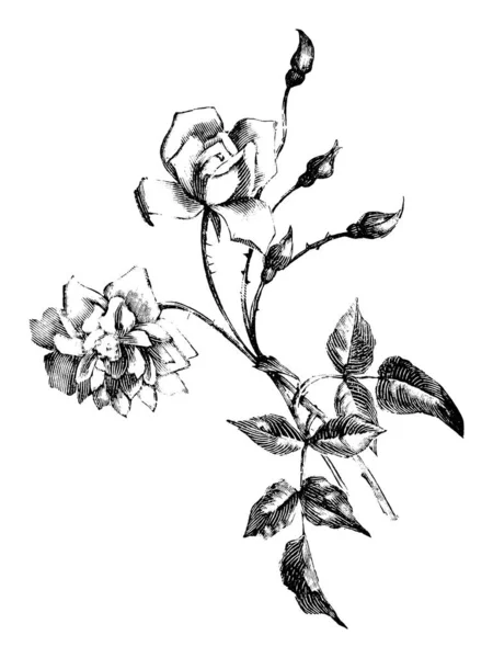 Ilustración de arte de línea antigua vintage, dibujo o grabado vectorial de flor de rosa — Archivo Imágenes Vectoriales