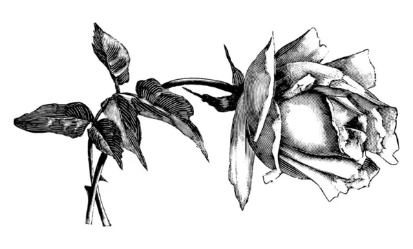 Vintage Antique Line Art Illustration, Drawing or Vector Engraving of Rose Flower - Stok Vektor