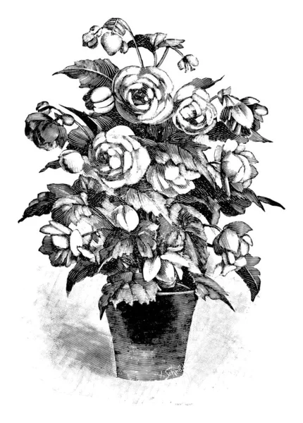 Vintage antica linea Art Illustrazione, disegno o incisione vettoriale di fiore fioritura Begonia in vaso . — Vettoriale Stock