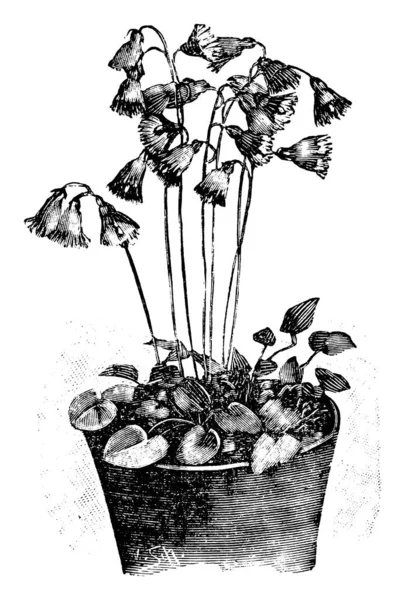 Vintage Antique Line Art Illustrazione, disegno o incisione vettoriale di fioritura Soldanella Alpina o Fiore di Campanello di neve in vaso . — Vettoriale Stock