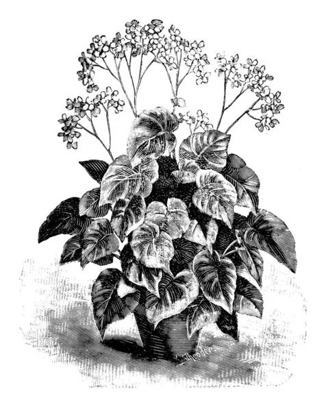 Vintage antica linea Art Illustrazione, disegno o incisione vettoriale di fioritura Begonia Credneri in vaso di fiori . — Vettoriale Stock