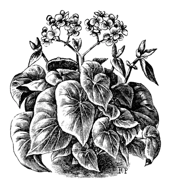 Vintage antieke lijn illustratie, tekenen of vectorgravure van bloeiende Begonia Scharffiana in bloempot. — Stockvector