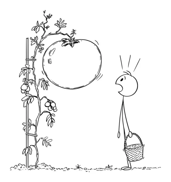 Ilustración de dibujos animados vectoriales del hombre o del agricultor con la cesta sorprendida por la verdura gigante o grande del tomate que crece en su jardín o granja — Archivo Imágenes Vectoriales