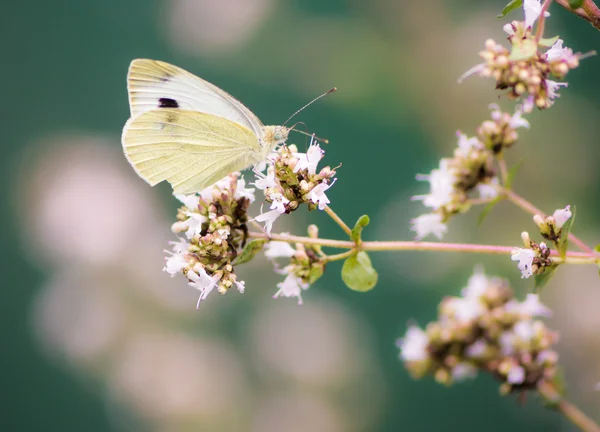 Bir çiçek Beyaz lahana kelebeği — Stok fotoğraf