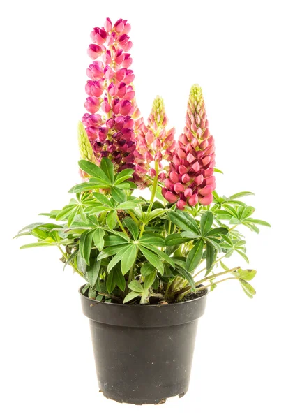 Isolerad kruka Blå lupin blomma — Stockfoto