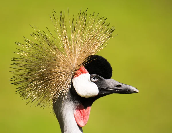 Portrait of a grey crowned crane — Stock Photo, Image