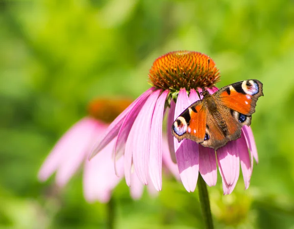 Mariposa del pavo real en flor de equinácea rosa —  Fotos de Stock