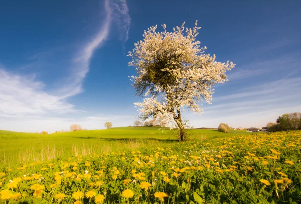 Пейзаж з квітучим деревом — стокове фото