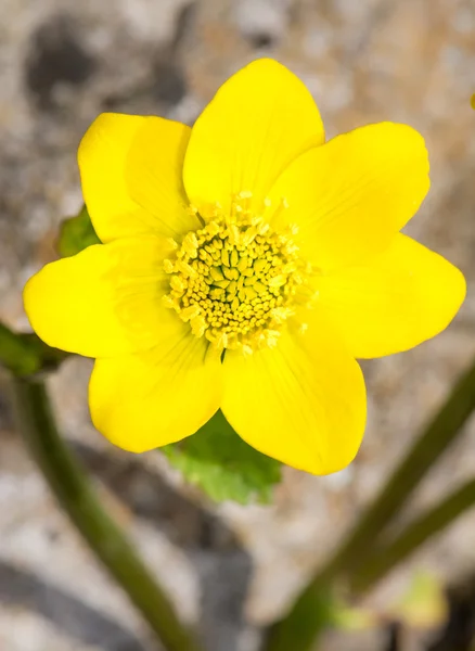 Žlutá marsh měsíček květ květ — Stock fotografie