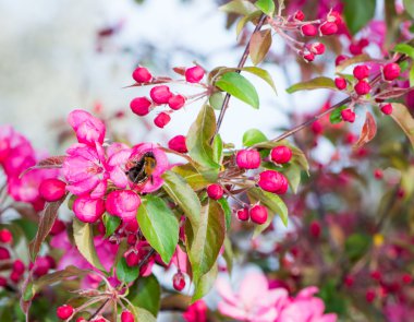 Çiçekli pembe çiçekleri ile elma ağacı