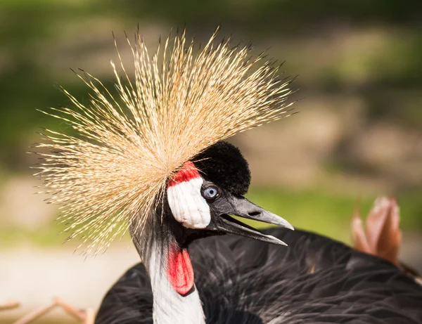 Portrait of a grey crowned crane — Stock Photo, Image