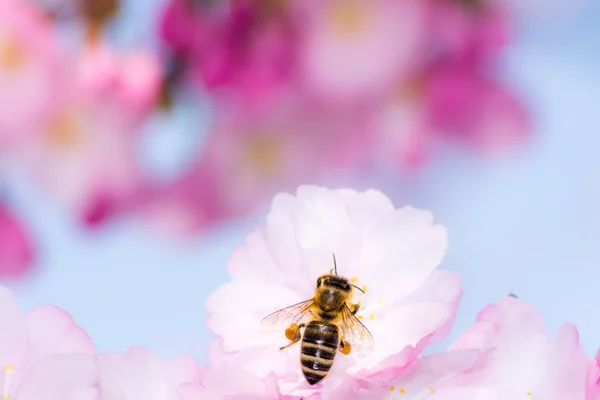 Pszczoła na kwiat wiśni — Zdjęcie stockowe